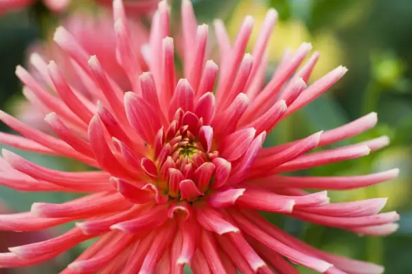 Dahlia 'Cactus Hybrids smíšené'