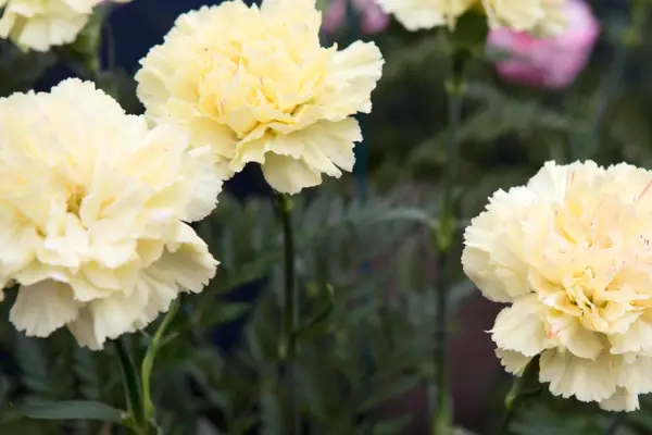 Dianthus „vinko”