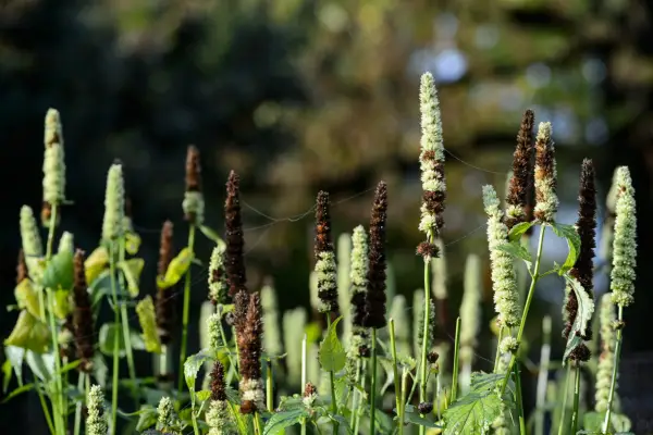 Seedheads in a border