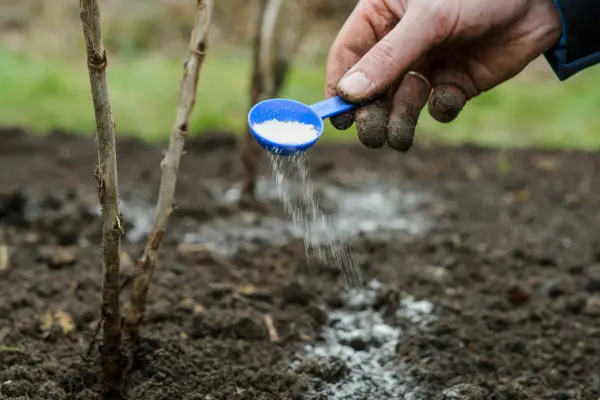 Sprinkling a scoopful of powdered high-potash feed onto the soil around plants