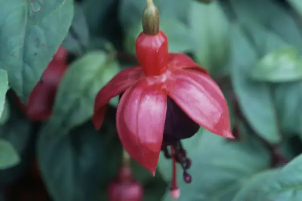 Fuchsia 'Roesse Blackly'