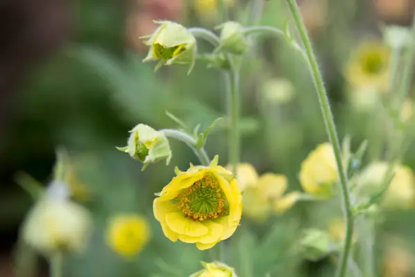 Geum 'Rise and Shine'