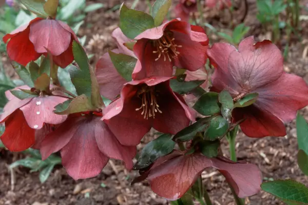 Helleborus 'Grupo morado temprano'