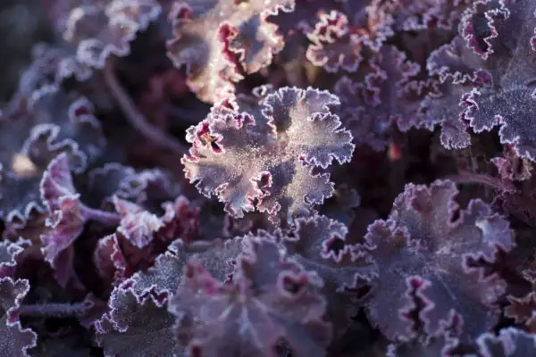 Heeuchesa sângeroasă