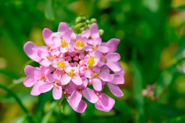 Iberis Fairyland Mixed