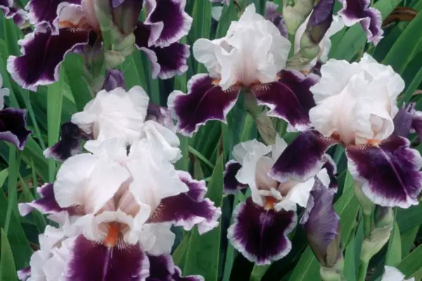 Iris 'Ringo'