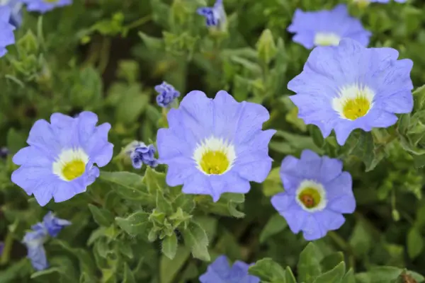 Paradoja de nolana 'pájaro azul'