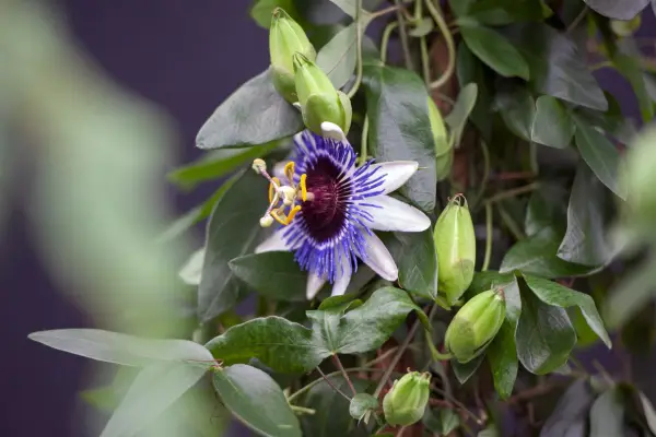 Passiflora «vache stupide»