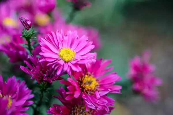 Rostliny se po rozkvětu rozdělit