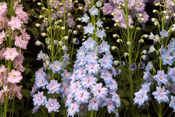 Delphiniums