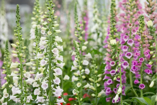 Foxgloves