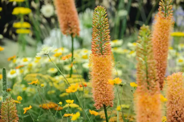 Eremurus isabellinus 