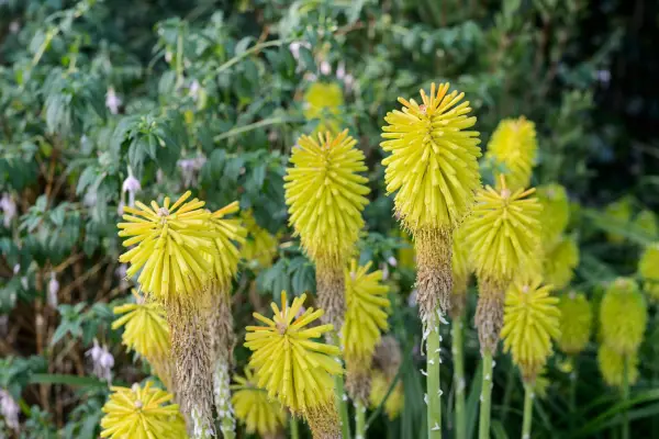 Kniphofia 