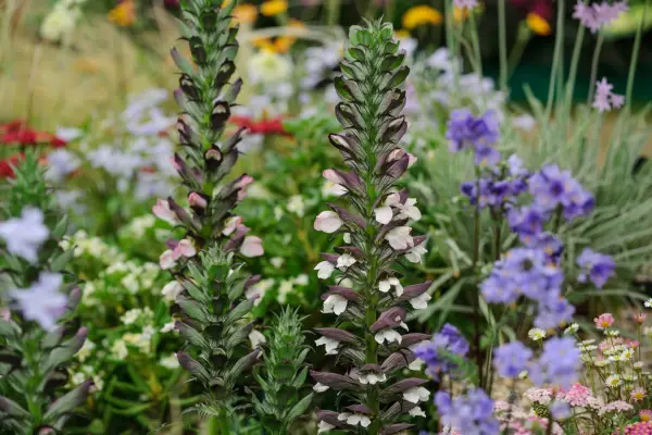 Acanthus spinosus