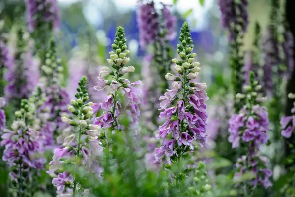 Mauve flowers of foxglove 