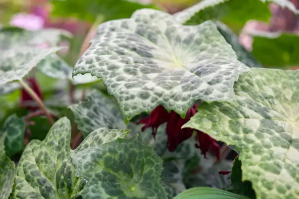 Podophyllum 'spotty dotty'