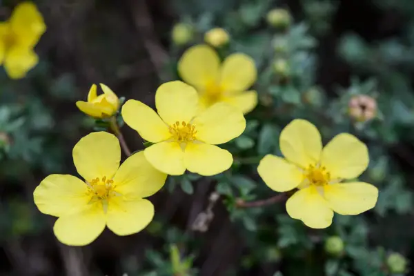 Potentilla „Elizabeth”