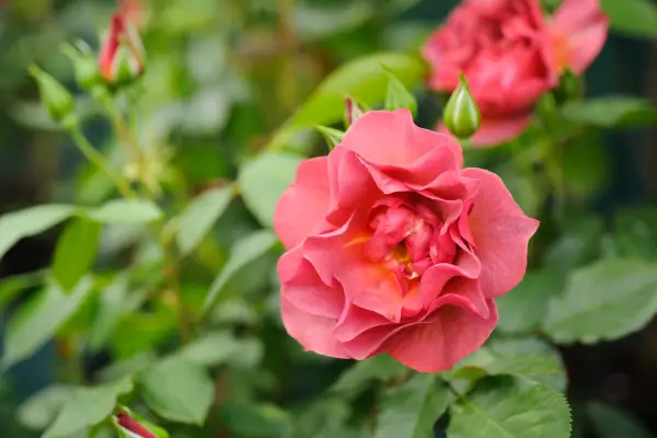 Rosa 
