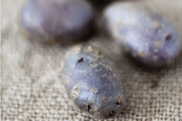 Solanum tuberosum 'Shetland Black'