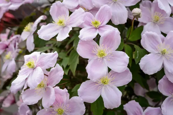 Pale pink blooms of Clematis Montana