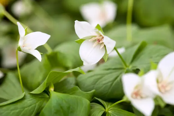 Trillium flexipes