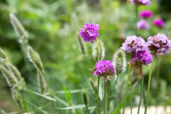 Armeria formosa