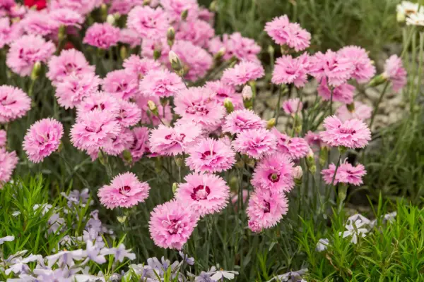 Dianthus 