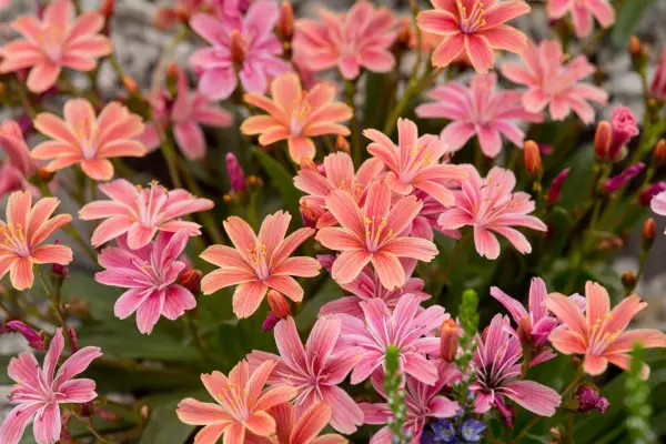 Lewisia longipetala 