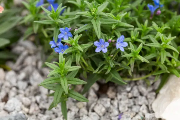 Lithodora diffusa 