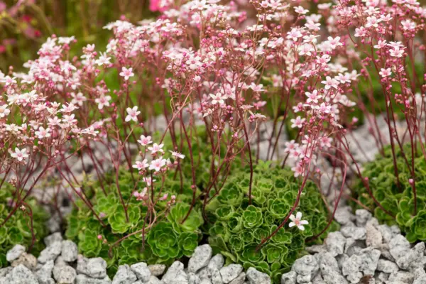 Saxifraga 