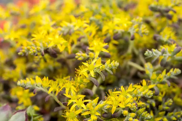 Sedum spathulifolium 