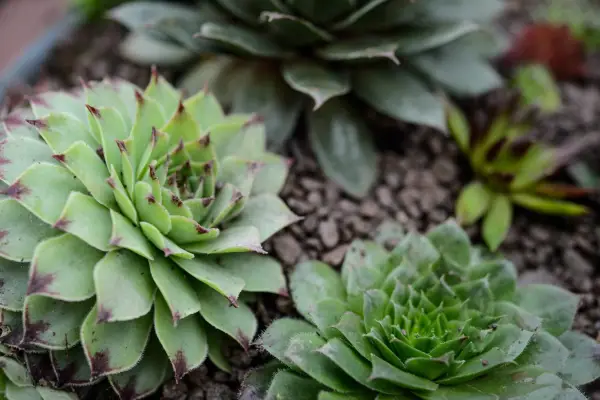 Sempervivum container