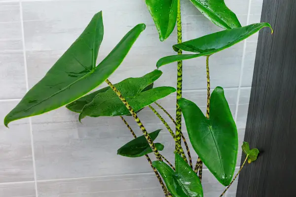 Alocasia zebrina house plant. Getty Images