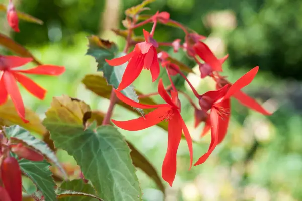 Begonia 'Santa Cruz Sunset'
