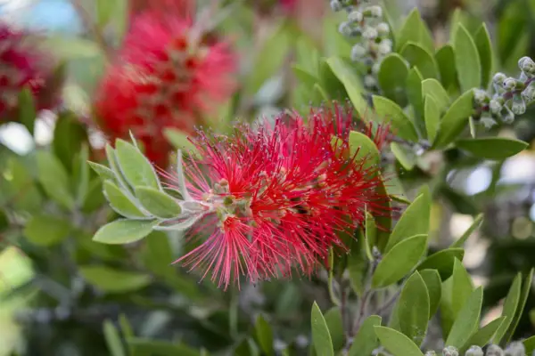 Callistemon Citrinus