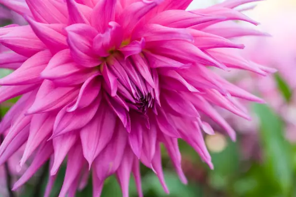 Dahlia 'omdømme'
