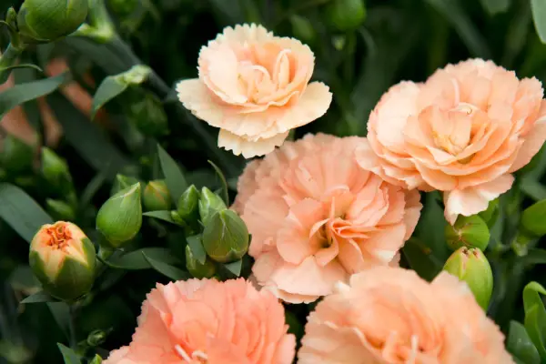 Dianthus 'Sunflor Luigi' (Sunflor Series)