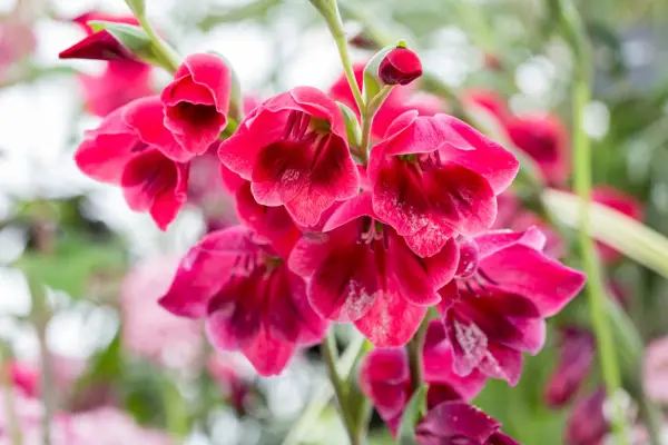 Gladiolus papilio 'Ruby'