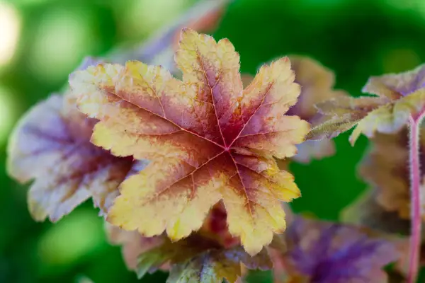 Heucherlla 'lanterna di ottone'
