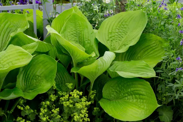 Hosta 'suma