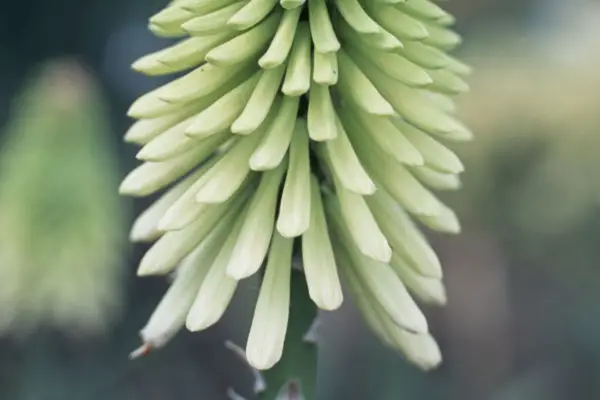 Kniphofia 'Ice Queen'
