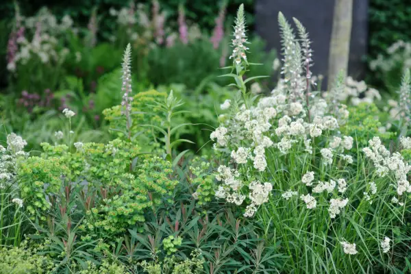 Luzula nivea growing with white foxgloves