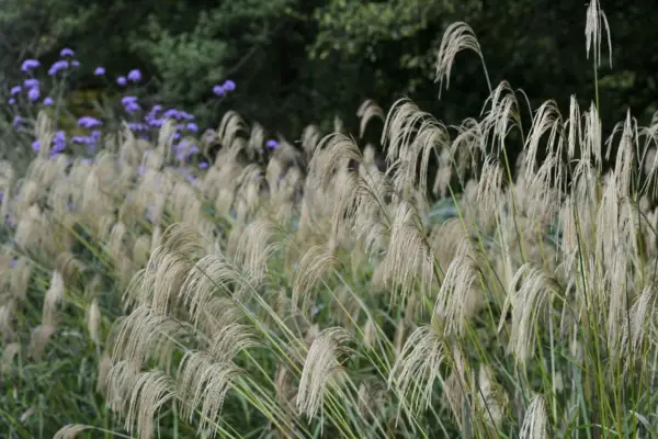 Miscanthus nepalensis