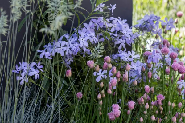 Phlox divaricata 'skyer av parfyme'