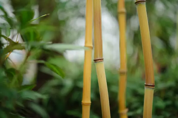 Phyllostachys aureosulcata „Templul Lama”