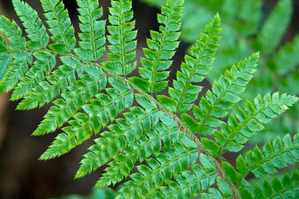 Polystichum Polyblepharum