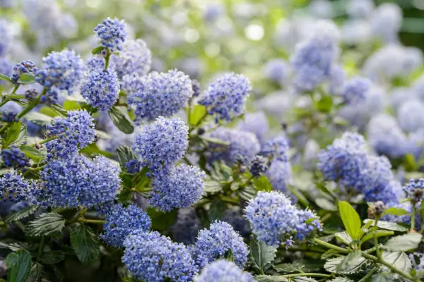 גיזום ירוקי -עד בקיץ