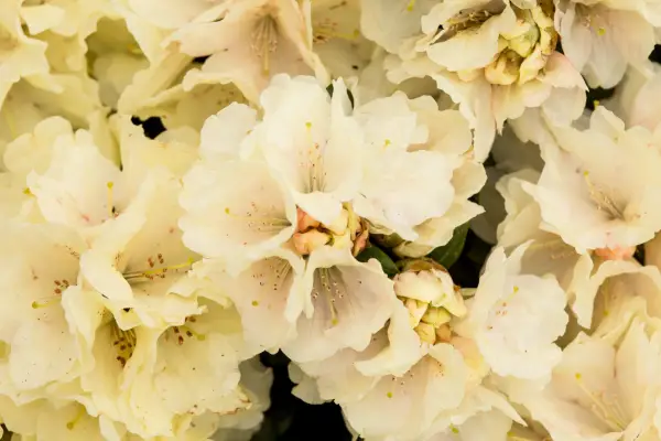 ロードデンドロン「ミレニアムゴールド」