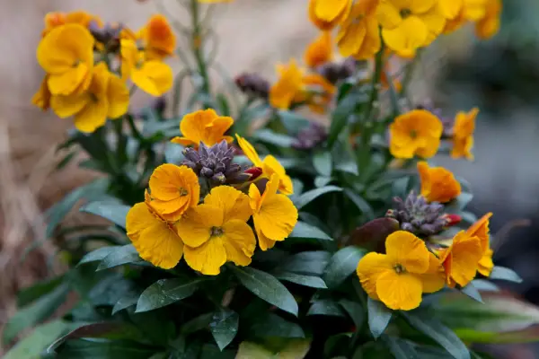 Wallflower flowers