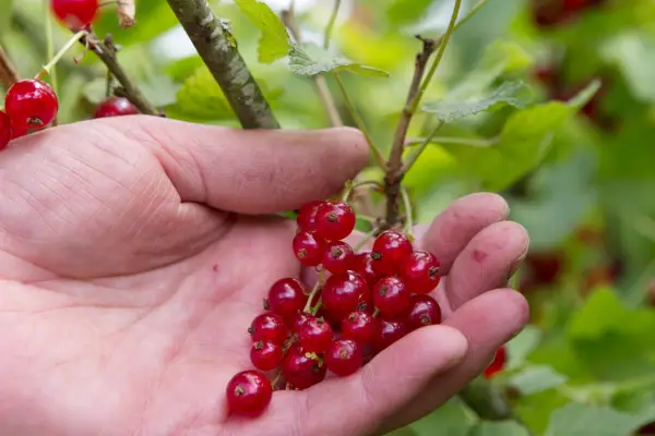 Harvesting redcurrants